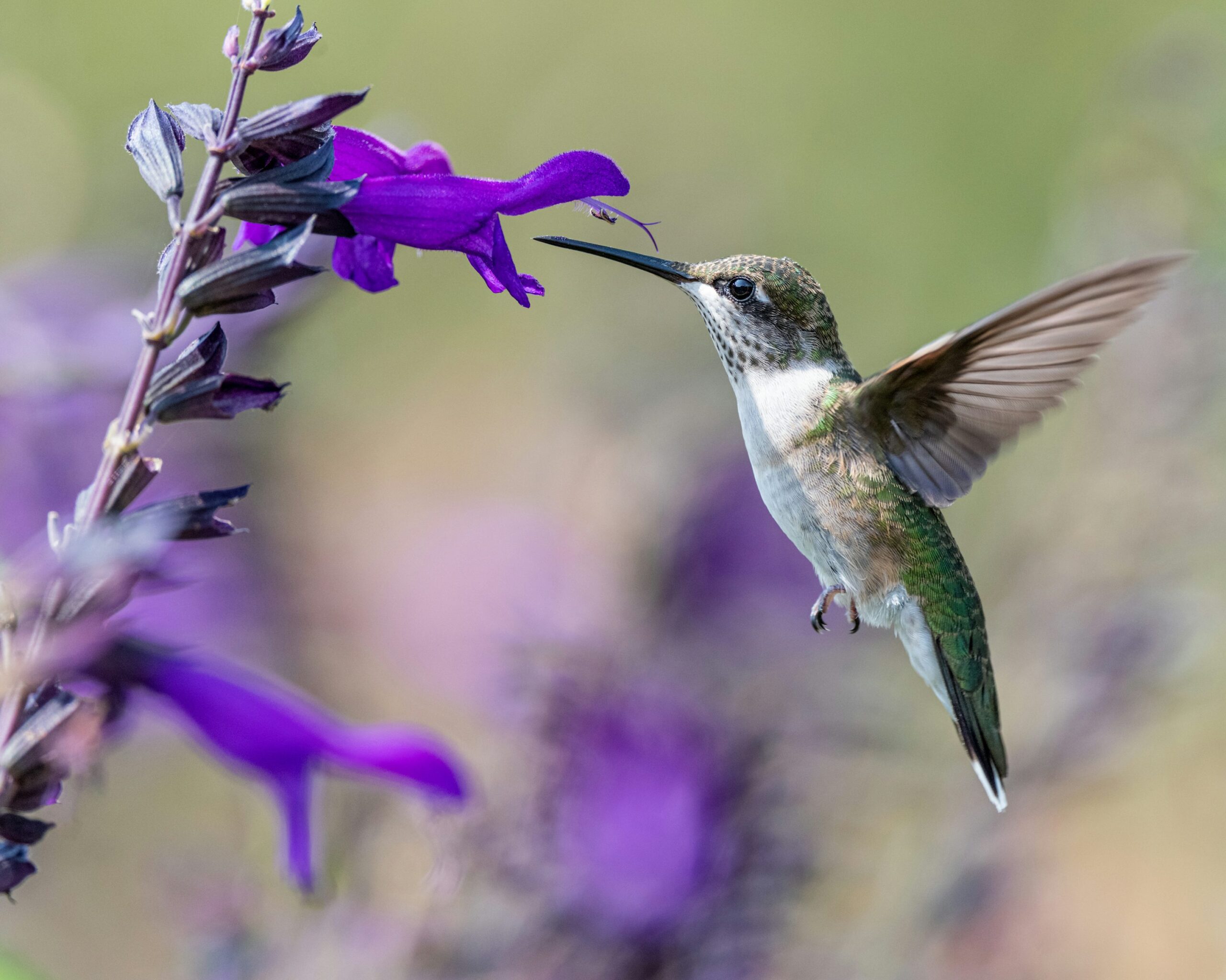 The Relationship Between Hummingbirds and Flowers