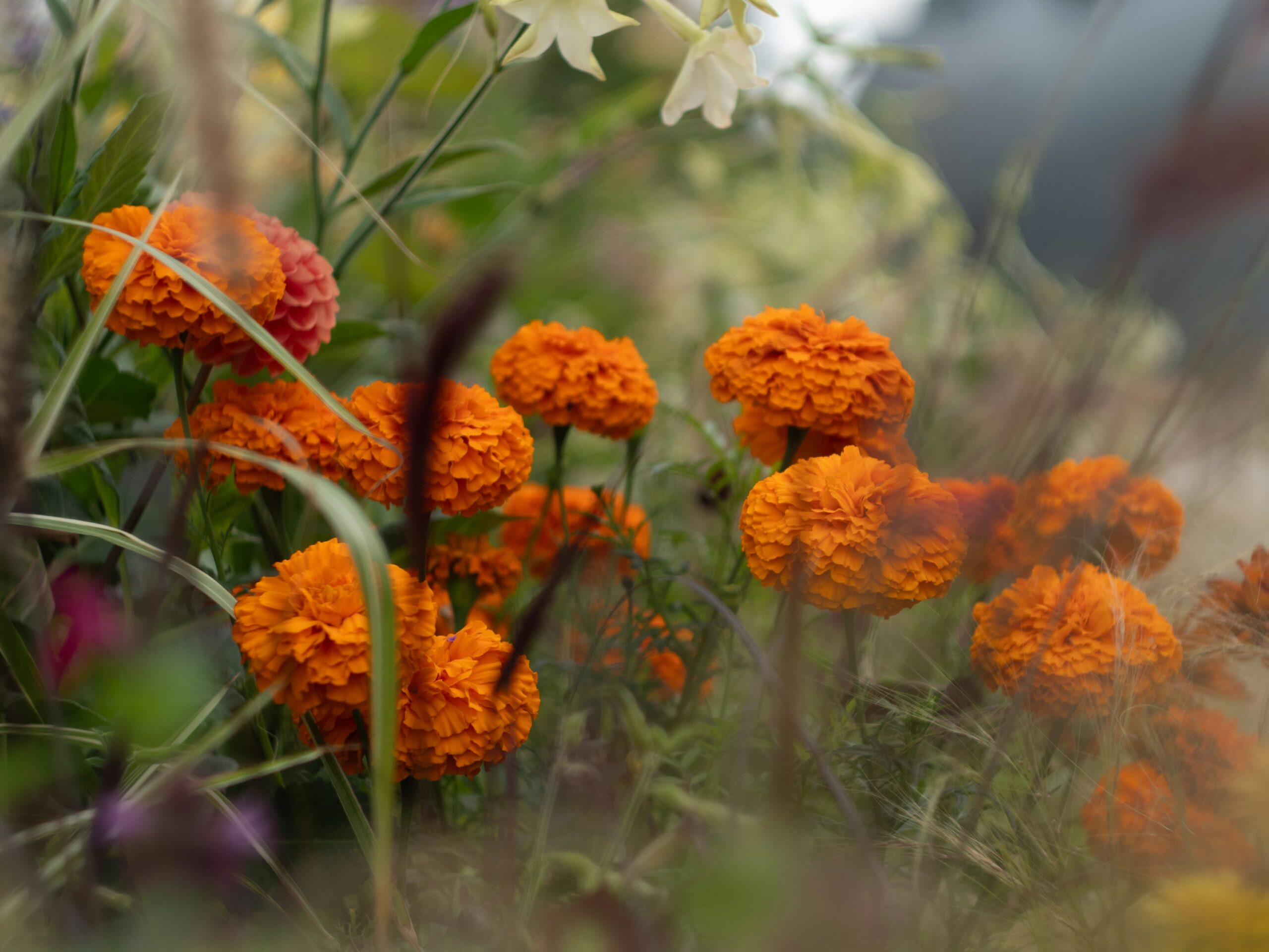 Best Perennial Flowers for a Healing Garden