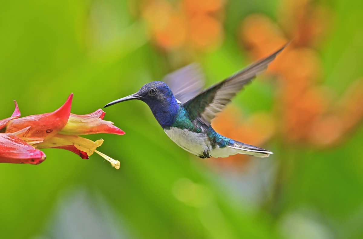 Best Perennial Flowers for Attracting Migrant Hummingbirds