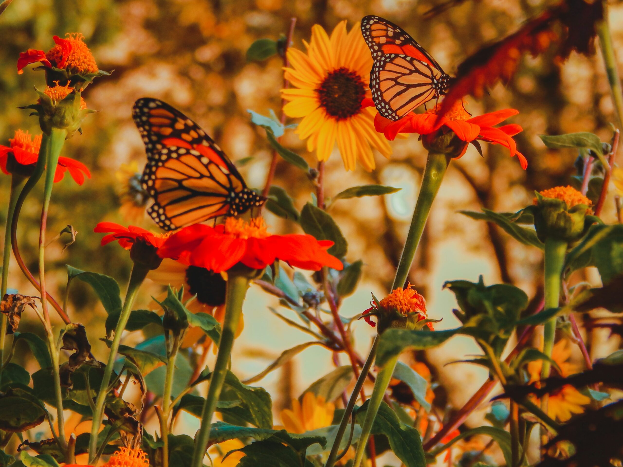 How to Grow a Butterfly Garden