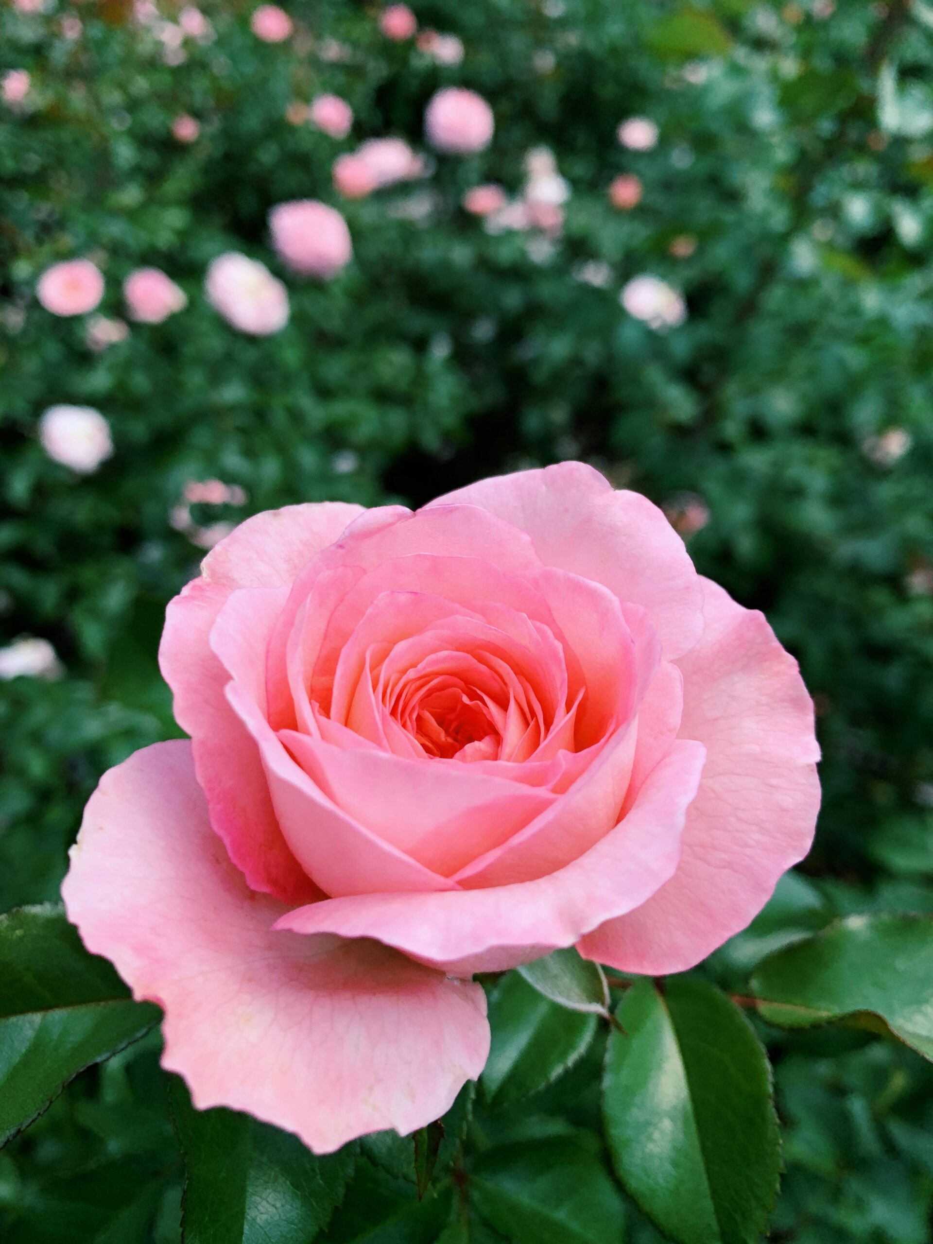 Best Perennial Flowers to Plant with Roses