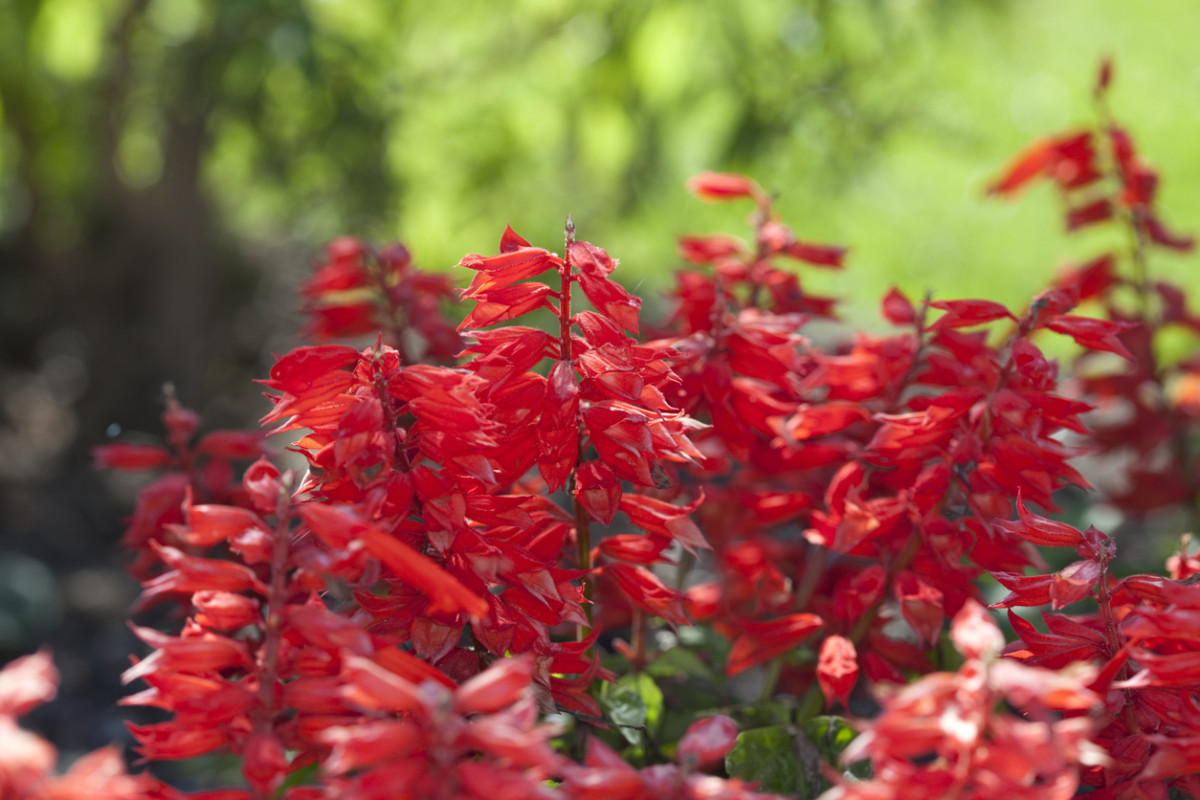 Best Red Perennial Flowers for Attracting Hummingbirds